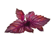 Red Basil
